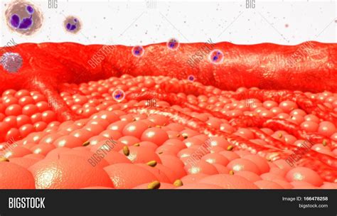 Cells Basic Building Image & Photo (Free Trial) | Bigstock