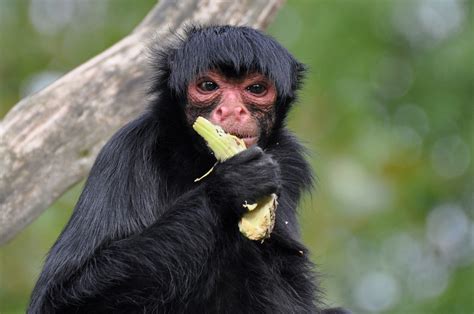 Black Spider Monkey Facts, Habitat, Diet, Life Cycle, Baby, Pictures