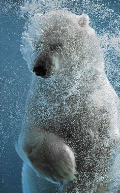 Underwater Polar Bear Pictures, Photos, and Images for Facebook, Tumblr ...