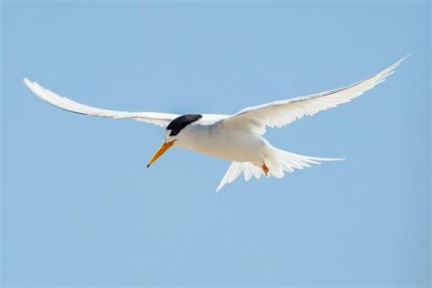 Australian Fairy Tern 25920798 Stock Photo at Vecteezy