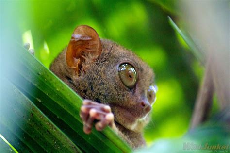 Baby Philippine Tarsier