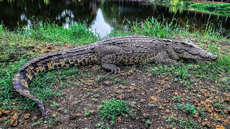 Cuban crocodile | Size, Habitat, Diet, & Facts | Britannica