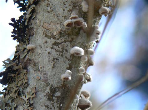 fungus growths on maple tree | fungus on my maple tree | Flickr