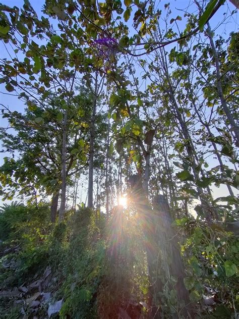 sun rays in the forest 8091575 Stock Photo at Vecteezy