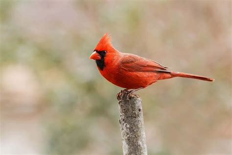 Northern Cardinal - Bird Feeder Hub