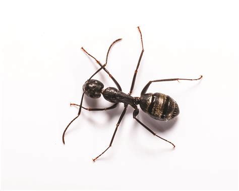 Carpenter Ant Identification, Habitat & Behavior | Garrie Pest Control