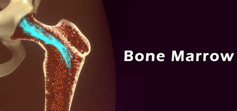 What is Bone Marrow? | Personalized Hematology-Oncology of Wake Forest