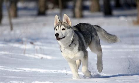 450+ Husky Dog Names: Great Names For Your Snow-Loving Sweetheart!