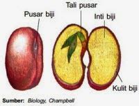 Struktur Biji Pada Tumbuhan | Mikirbae.com