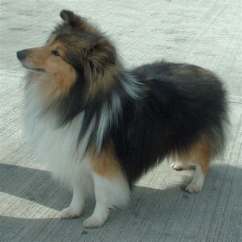 Sheltie – Wikipedie