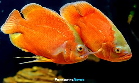 Oscar Fish Care Guide: Tank Setup, Diet, Tank Mates, & More