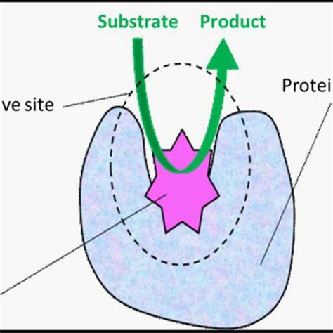 Scheme of enzyme structure showing protein structure, cofactor, and ...