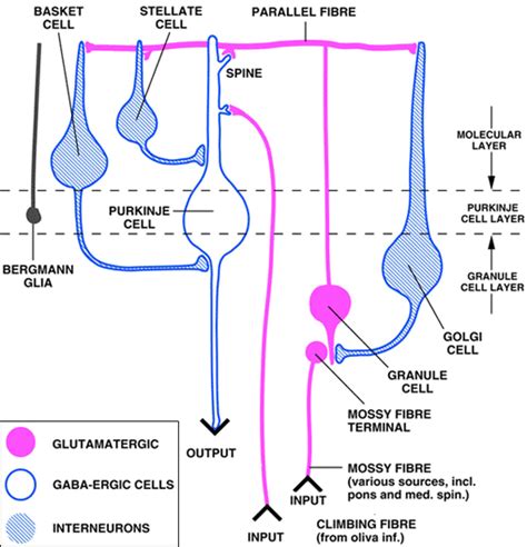 neuroanatomy, cerebellum, cerebellar cortex, molecular layer, granule ...