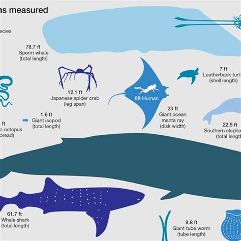 Blue Whale Compared To Megalodon