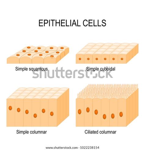 Types Epithelial Cells Cilliated Columnar Simple Stock Vector (Royalty ...