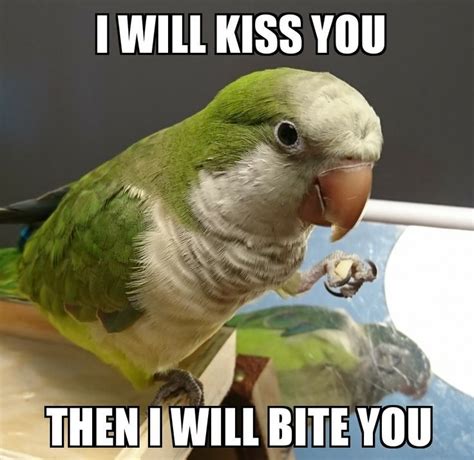 Funny Bird: I Will Kiss You Then I Will Bite You