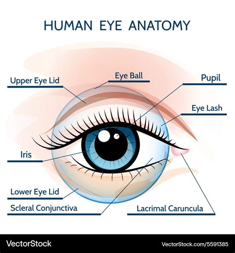 External Eye Anatomy Shop Outlet, Save 67% | jlcatj.gob.mx