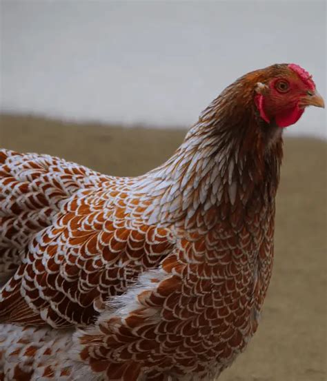 15 Awesome Wyandotte Chicken Color Varieties (With Pictures)