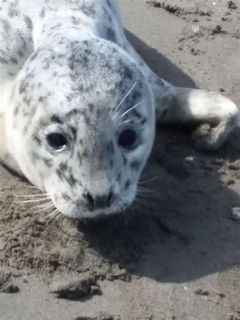 Leopard Seal Pup on Pacific Ocean beach .photo by "Lea Octabites ...