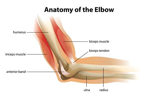 Causes of Elbow Pain | Elbow Treatment Jayanagar | Alleviate Pain Clinic