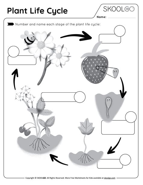 Plant Life Cycle - Free Worksheet - SKOOLGO