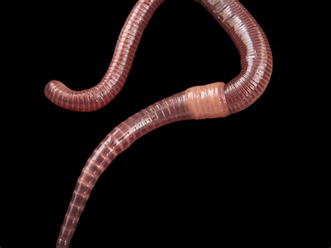 File:Earthworm Segments Labeled Wikipedia, 56% OFF