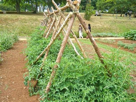 41 best images about Staking Tomatoes on Pinterest | Gardens, Bending ...