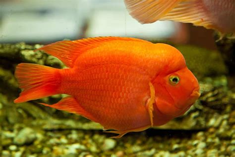 Blood Parrot Fish Complete Care Guide And Profile