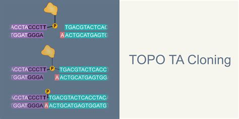 TOPO TA Cloning - Sharebiology