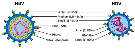 Life | Free Full-Text | Cell Culture Systems for Studying Hepatitis B ...