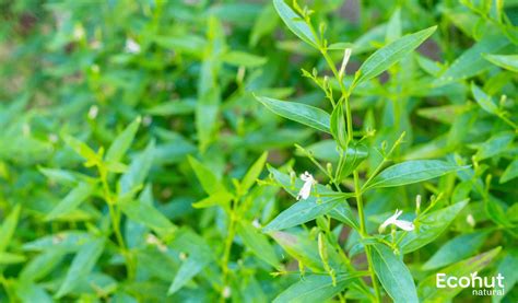 Kalmegh, (Andrographis Paniculata)-Uses, Benefits & Side Effects