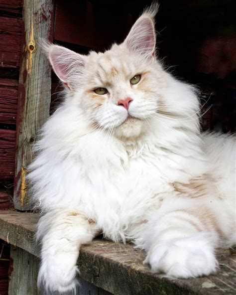 Meet Lotus, The Huge Fluffy Maine Coon Cat That's Going Viral On Instagram