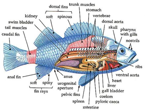 Fish: Structure and Function Study Guide - Inspirit Learning Inc