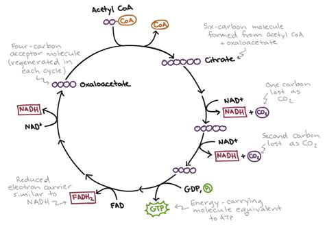 The Krebs Cycle Student Worksheet — db-excel.com