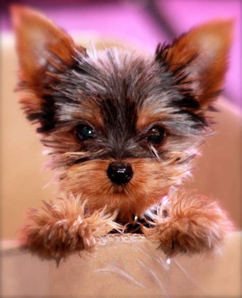 10 Reasons Why You Should Never Own Yorkies