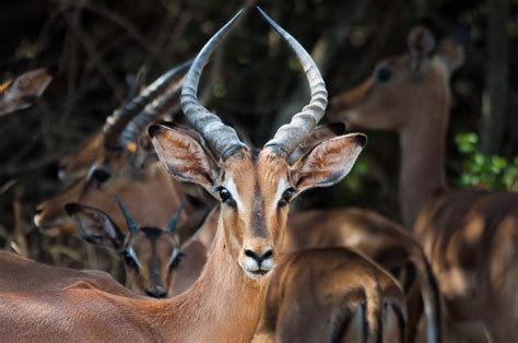 Impala Antelope Wallpapers - Wallpaper Cave