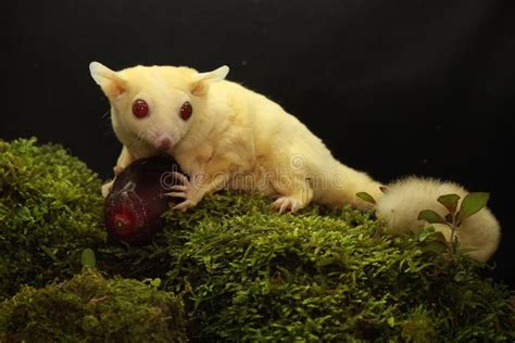 A Young Albino Sugar Glider is Preying on a Cricket on a Rock Overgrown ...