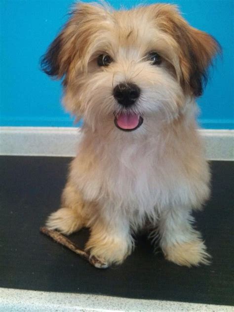 Adorable Morkie Dog Sitting on Table