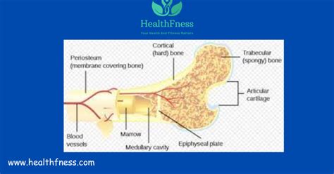 Understanding Bone Marrow Edema: Causes, Symptoms, and Treatment ...