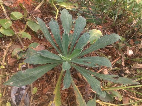 my picture collection: Medicinal plants in kerala