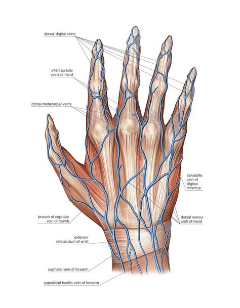 Hand Veins Anatomy - Anatomical Charts & Posters