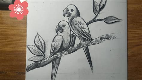 Parrot Pencil Drawing