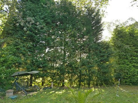 pruning - Making a leylandii hedge more bushy and thick - Gardening ...