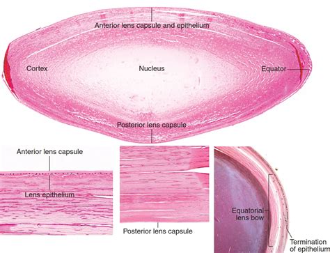 Lens Histology