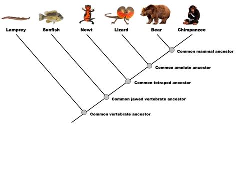 Phylogenetic trees - Screen 2 on FlowVella - Presentation Software for ...