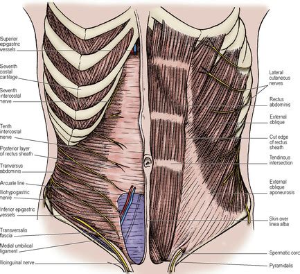 Pyramidalis Muscle