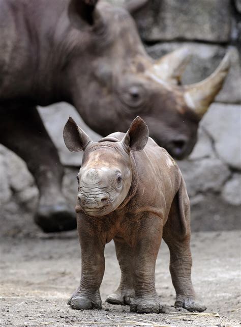 Baby Rhino Taunts Us With His Tongue Out! | POPSUGAR Pets