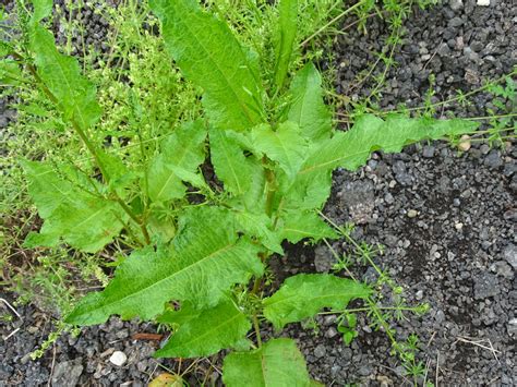 Curled dock: Rumex crispus: Polygonaceae Edible Garden, Dock, Gardens ...