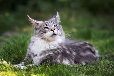 Where Are Maine Coon Cats From? (Real Origin) - MaineCoon.org