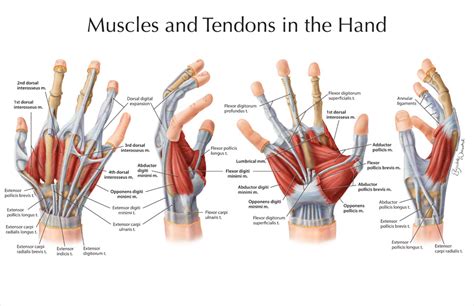 Muscles and Tendons in the Hand – Art as Applied to Medicine